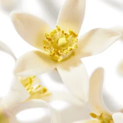 NUXE Huile Prodigieuse Neroli Oil (100 ml)