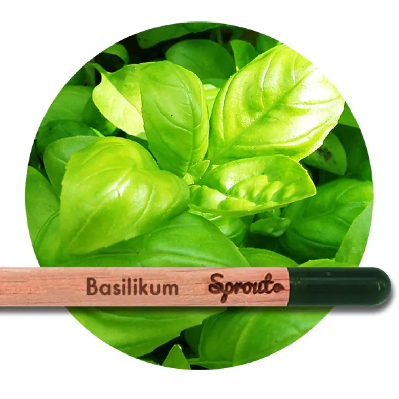 Sprout (Basilikum) - Blyanten der kan spire