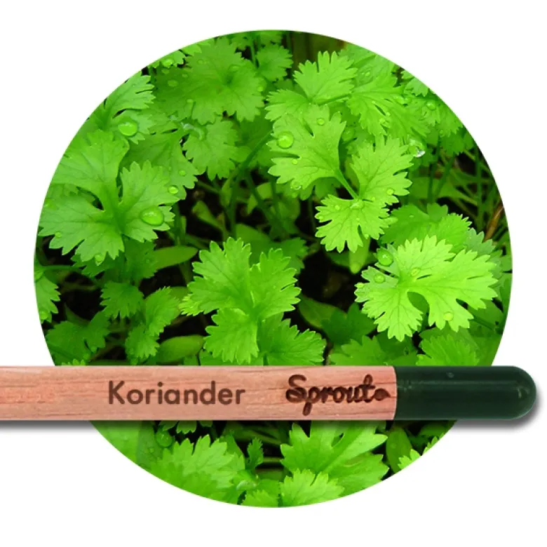 Sprout (Koriander) - Blyanten der kan spire