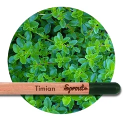 Sprout (Timian) - Blyanten der kan spire